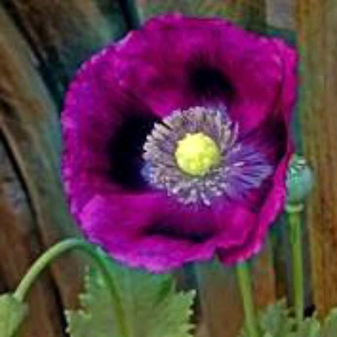 Grow Purple Poppy Mallow - Giardinaggio epico