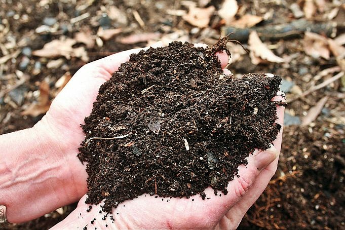 Foglie di compostaggio: come ottenere un rapido decadimento delle foglie